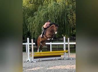 Cavallo da sella tedesco, Castrone, 5 Anni, 170 cm, Baio