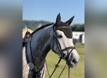 Cavallo da sella tedesco, Castrone, 5 Anni, 170 cm, Grigio