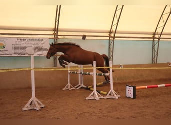 Cavallo da sella tedesco, Castrone, 5 Anni, 170 cm, Sauro