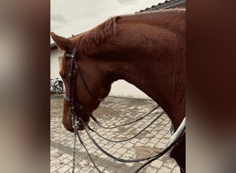 Cavallo da sella tedesco, Castrone, 5 Anni, 175 cm, Sauro scuro