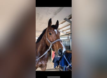 Cavallo da sella tedesco, Castrone, 5 Anni, 176 cm, Baio scuro