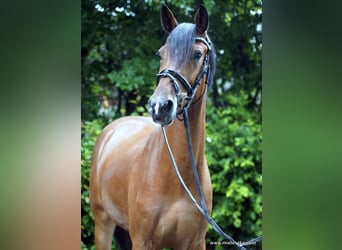 Cavallo da sella tedesco, Castrone, 6 Anni, 158 cm, Baio