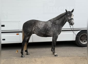 Cavallo da sella tedesco, Castrone, 6 Anni, 160 cm, Grigio pezzato