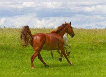 Cavallo da sella tedesco, Castrone, 6 Anni, 160 cm, Sauro