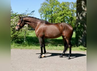 Cavallo da sella tedesco, Castrone, 6 Anni, 168 cm, Baio