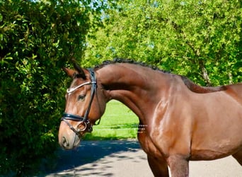 Cavallo da sella tedesco, Castrone, 6 Anni, 168 cm, Baio