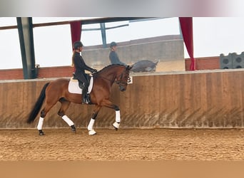Cavallo da sella tedesco, Castrone, 6 Anni, 168 cm, Baio