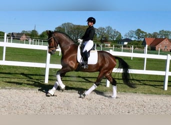 Cavallo da sella tedesco, Castrone, 6 Anni, 168 cm, Baio
