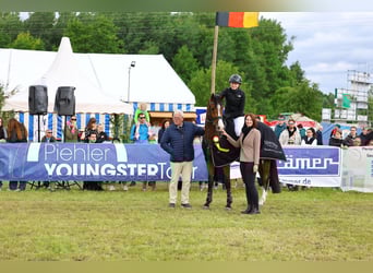 Cavallo da sella tedesco, Castrone, 6 Anni, 168 cm, Baio