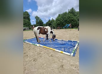 Cavallo da sella tedesco, Castrone, 6 Anni, 169 cm, Pezzato