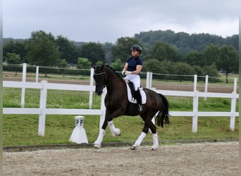 Cavallo da sella tedesco, Castrone, 6 Anni, 170 cm, Morello