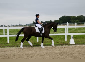 Cavallo da sella tedesco, Castrone, 6 Anni, 170 cm, Morello