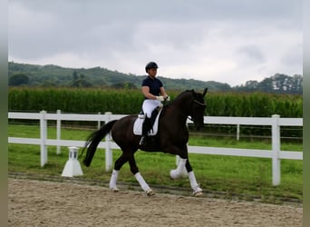 Cavallo da sella tedesco, Castrone, 6 Anni, 170 cm, Morello