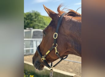 Cavallo da sella tedesco, Castrone, 6 Anni, 170 cm, Sauro