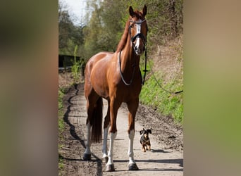 Cavallo da sella tedesco, Castrone, 6 Anni, 170 cm, Sauro