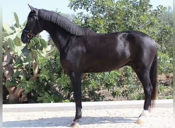 Cavallo da sella tedesco, Castrone, 6 Anni, 171 cm, Morello