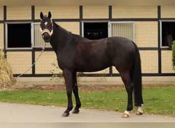 Cavallo da sella tedesco, Castrone, 6 Anni, 172 cm, Baio nero