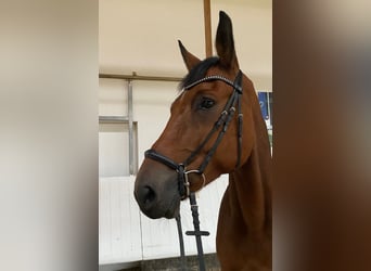 Cavallo da sella tedesco, Castrone, 6 Anni, 177 cm, Baio