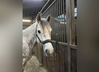 Cavallo da sella tedesco, Castrone, 7 Anni, 158 cm, Grigio