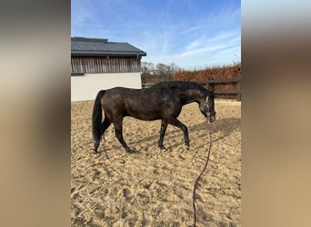 Cavallo da sella tedesco, Castrone, 7 Anni, 161 cm, Baio