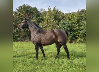 Cavallo da sella tedesco, Castrone, 7 Anni, 161 cm, Baio