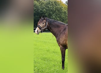 Cavallo da sella tedesco, Castrone, 7 Anni, 165 cm, Pelle di daino