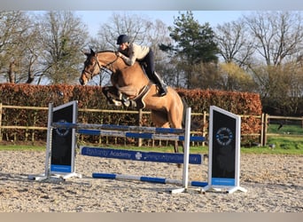 Cavallo da sella tedesco, Castrone, 7 Anni, 171 cm, Baio