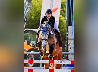 Cavallo da sella tedesco, Castrone, 7 Anni, 172 cm, Grigio