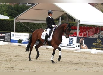 Cavallo da sella tedesco, Castrone, 7 Anni, 175 cm, Baio