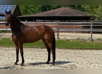 Cavallo da sella tedesco, Castrone, 7 Anni, 175 cm, Baio