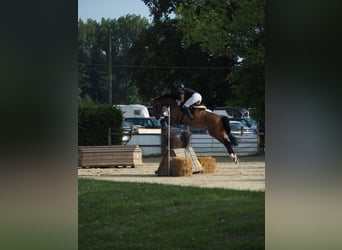 Cavallo da sella tedesco, Castrone, 7 Anni, 175 cm, Baio