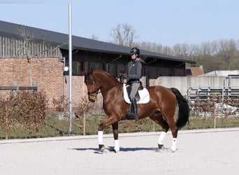 Cavallo da sella tedesco, Castrone, 7 Anni, 175 cm, Baio scuro