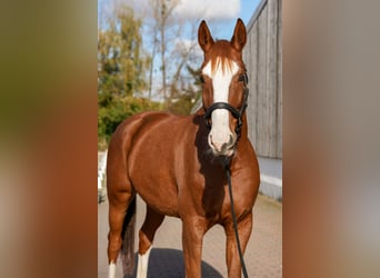 Cavallo da sella tedesco, Castrone, 7 Anni, 175 cm, Sauro