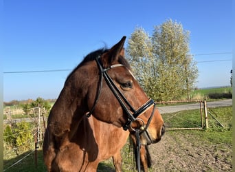 Cavallo da sella tedesco, Castrone, 8 Anni, 163 cm, Baio