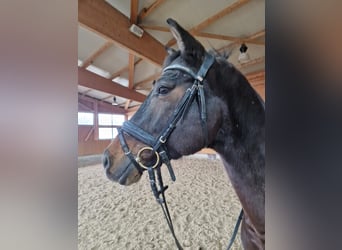 Cavallo da sella tedesco, Castrone, 8 Anni, 170 cm, Baio nero