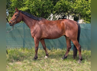 Cavallo da sella tedesco, Castrone, 8 Anni, 175 cm, Baio