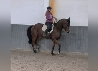 Cavallo da sella tedesco, Castrone, 8 Anni, 175 cm, Baio