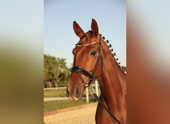 Cavallo da sella tedesco, Castrone, 8 Anni, 180 cm, Sauro