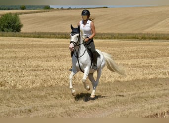 Cavallo da sella tedesco Mix, Castrone, 9 Anni, 155 cm, Grigio