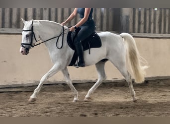 Cavallo da sella tedesco Mix, Castrone, 9 Anni, 155 cm, Grigio