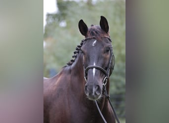 Cavallo da sella tedesco, Castrone, 9 Anni, 169 cm, Baio scuro