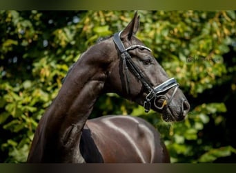 Cavallo da sella tedesco, Castrone, 9 Anni, 170 cm, Morello