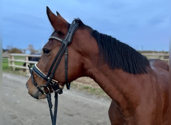 Cavallo da sella tedesco, Giumenta, 10 Anni, 158 cm, Baio