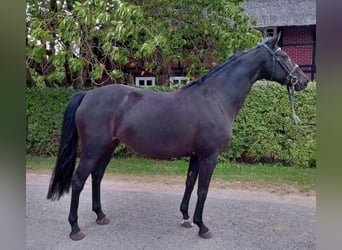 Cavallo da sella tedesco, Giumenta, 10 Anni, 164 cm, Morello