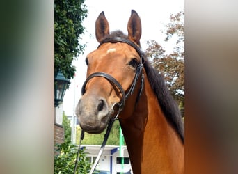 Cavallo da sella tedesco, Giumenta, 10 Anni, 168 cm, Baio