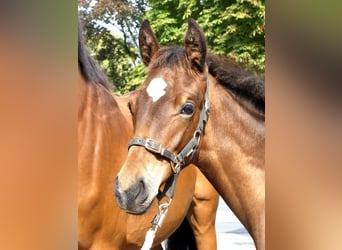 Cavallo da sella tedesco, Giumenta, 10 Anni, 168 cm, Baio