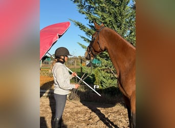 Cavallo da sella tedesco, Giumenta, 10 Anni, 168 cm, Baio