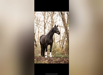 Cavallo da sella tedesco, Giumenta, 10 Anni, 168 cm, Baio scuro