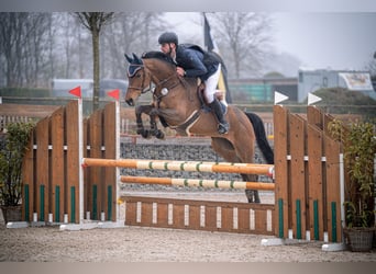 Cavallo da sella tedesco, Giumenta, 10 Anni, 172 cm, Baio