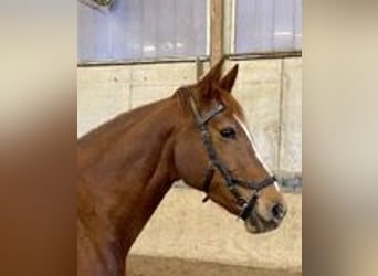 Cavallo da sella tedesco, Giumenta, 11 Anni, 160 cm, Sauro